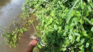 village Fishing Video...!! #shorts #youtube #video #viral #trending