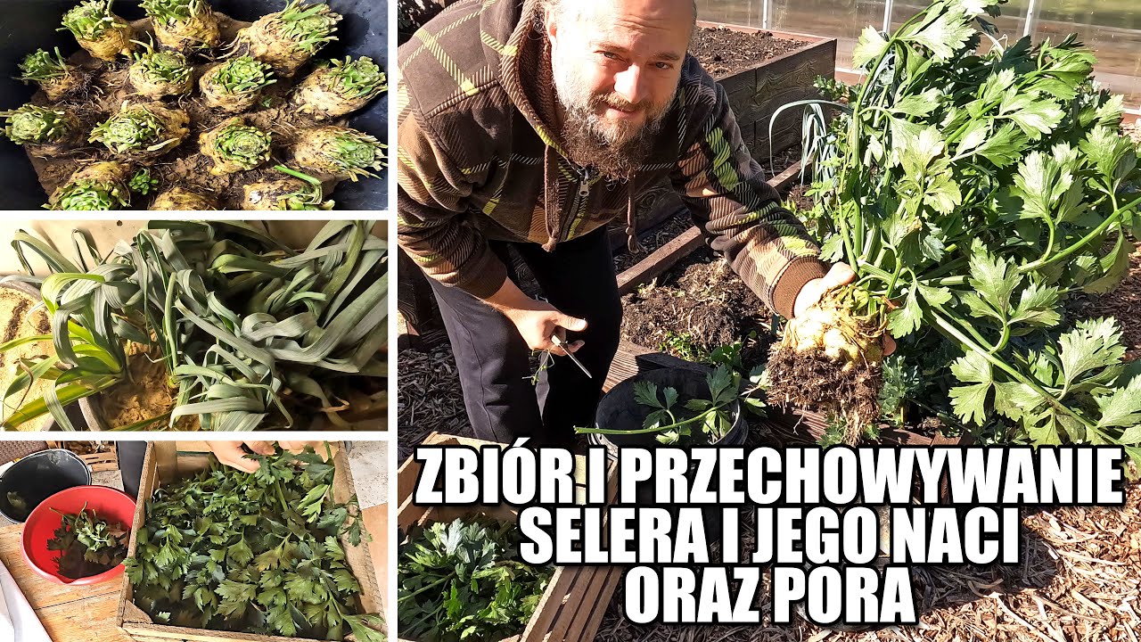 Zbiór i przechowywanie selera i jego naci oraz pora. Zamrażanie, suszenie, 
