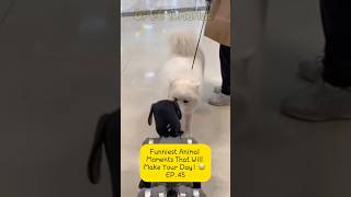 Funniest Animal Meme That Will Make Your Day! 🐶😂 | EP.45