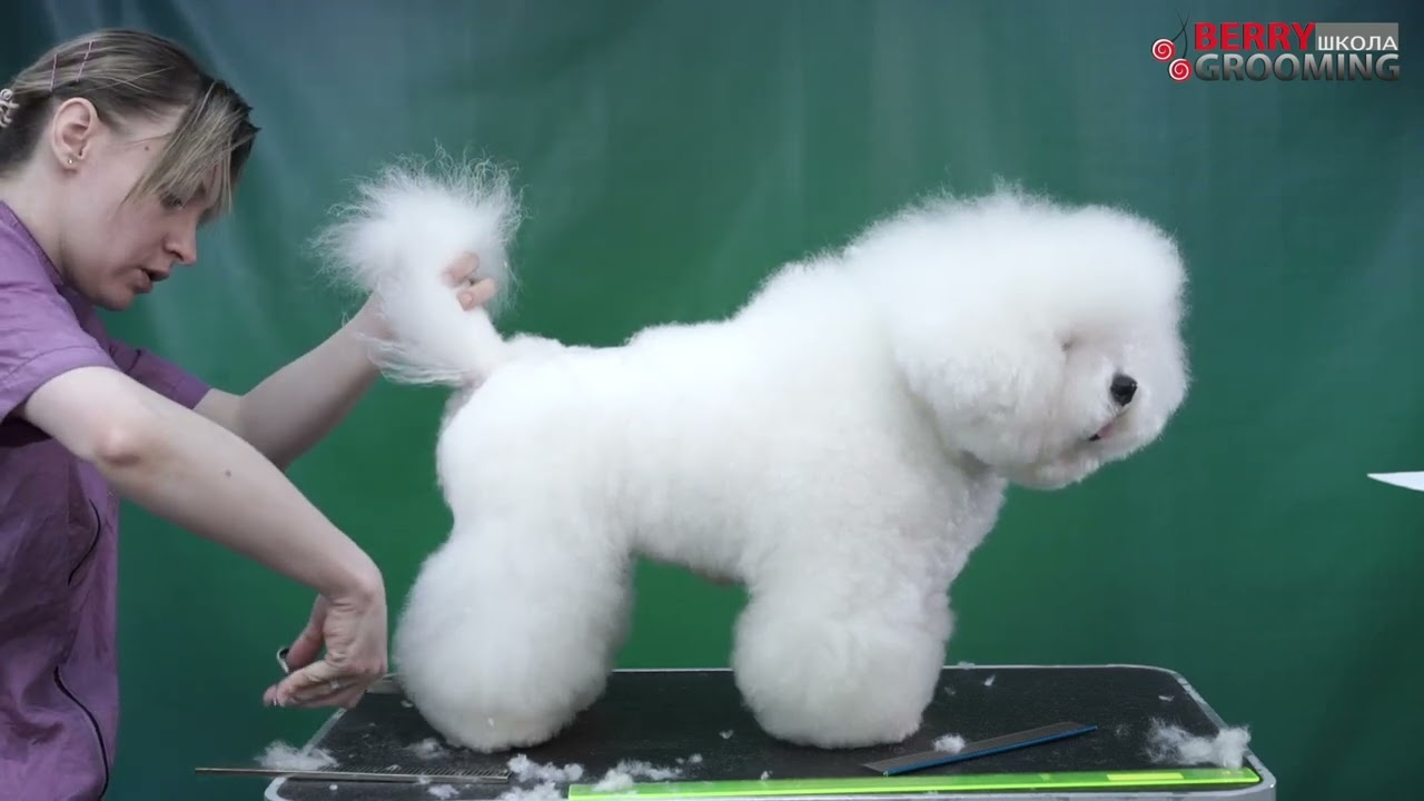 Bichon frise grooming by Anna Bardysheva. Part 1