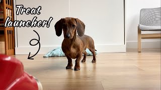 Mini dachshund treats himself!