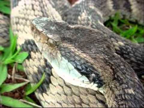 Venomous Snakes of South America.wmv - YouTube