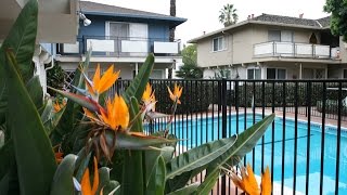 Sunnyvale Home For Rent - 2 Bed 1 Bath - by Property Management in Sunnyvale, CA