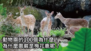 動物園的100個為什麼！為什麼園徽是梅花鹿呢？