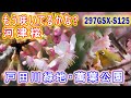297&#39;GSX-S125愛知県:もう咲いてるかな?河津桜・戸田川緑地・萬葉公園