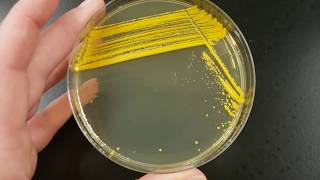 UGA Microbiology major summer orientation 2020
