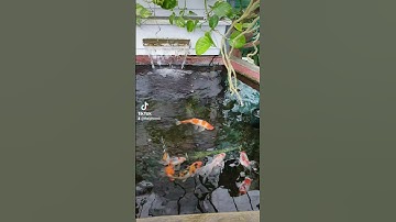 Nuôi cá koi trong chậu kiểng