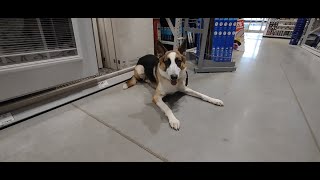 Zaya || 1YO German Shepherd || Nebraska Dog Trainers Omaha/Lincoln, NE