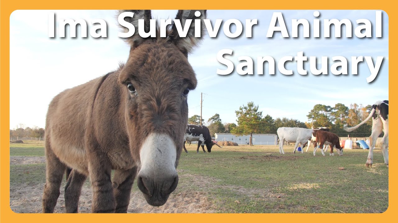 18+ Ima Survivor Donkey And Farm Animal Sanctuary  Animal Sarahsoriano