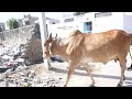 Animals Eating Garbage | How Long Will This Continue?