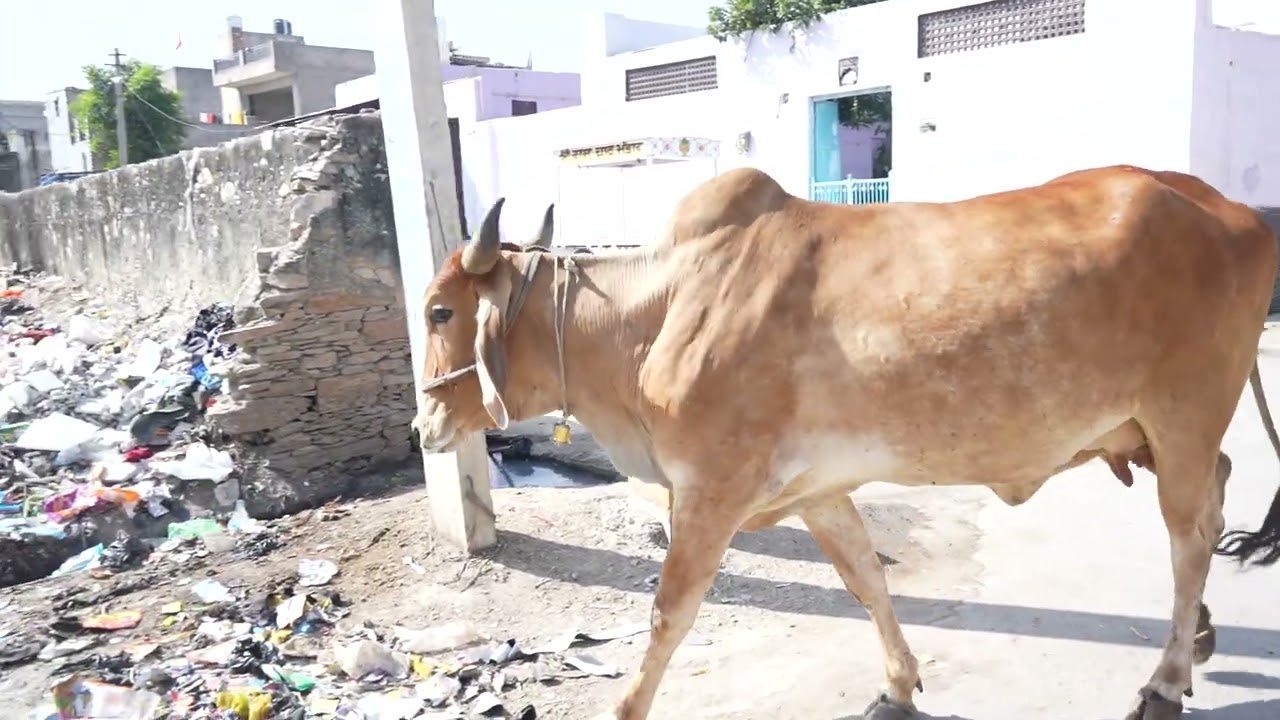 Animals Eating Garbage | How Long Will This Continue?