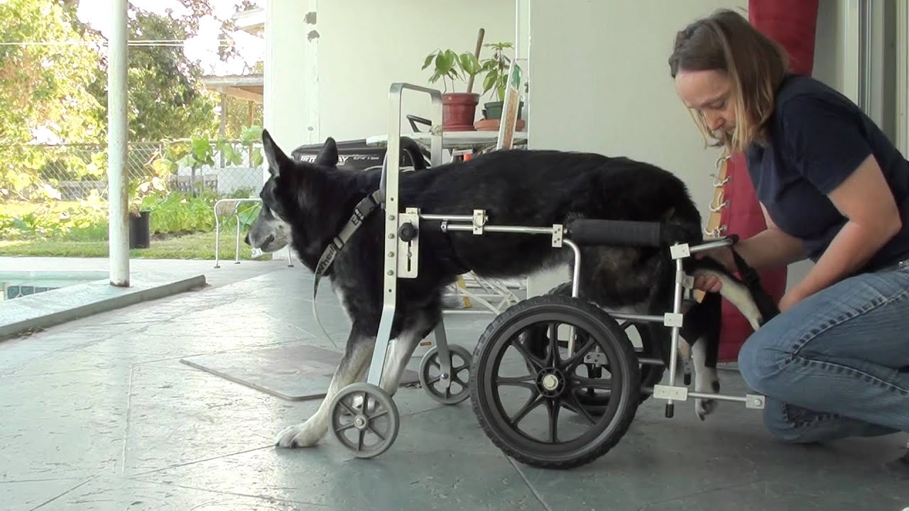 Putting Ginger Into The Cart