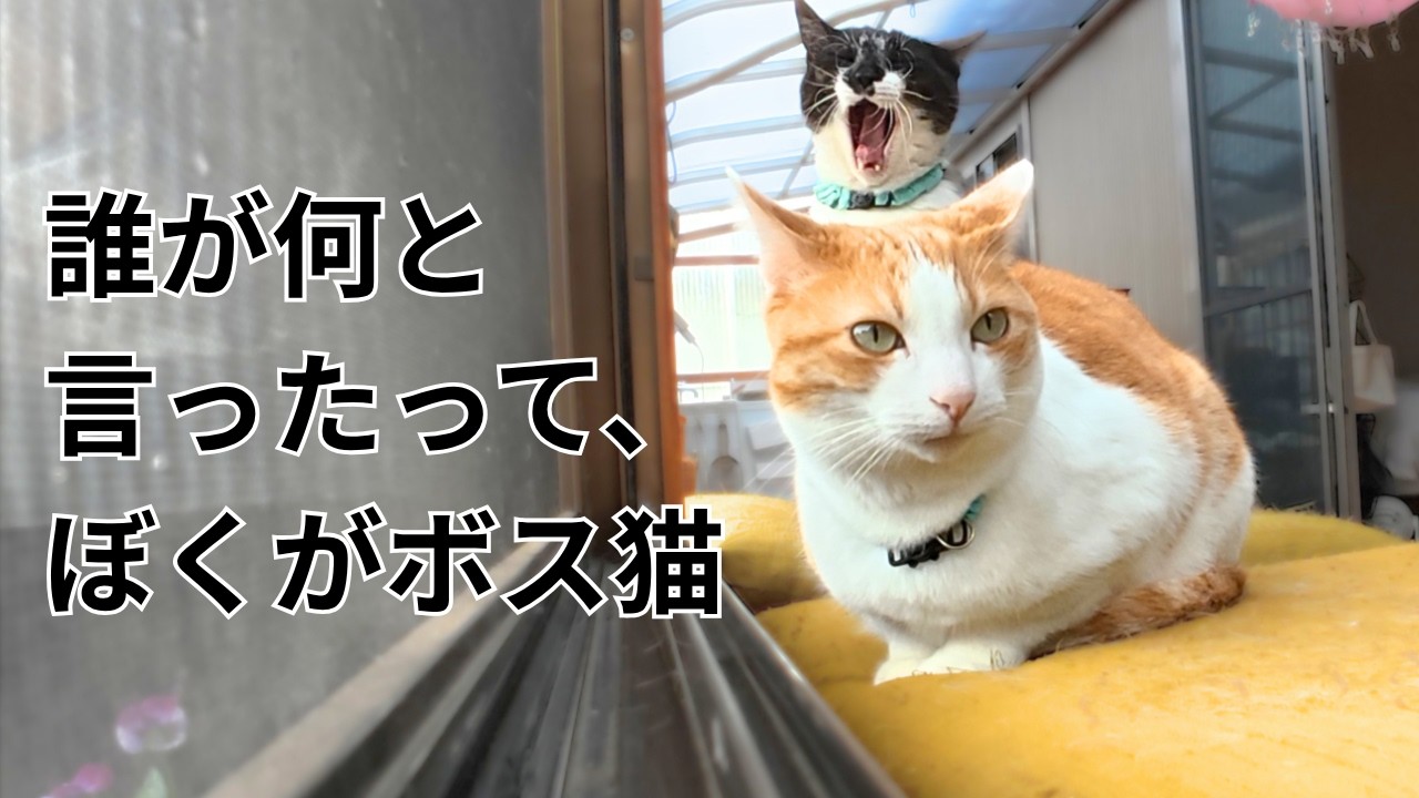 ドラの一日（5月編） - YouTube