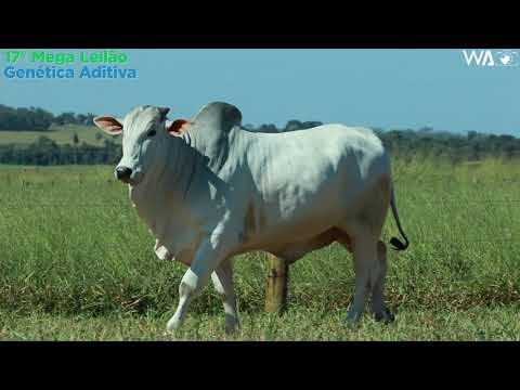 LOTE 158 - REMC A 1950 - 17º Mega Leilão Genética Aditiva 2020