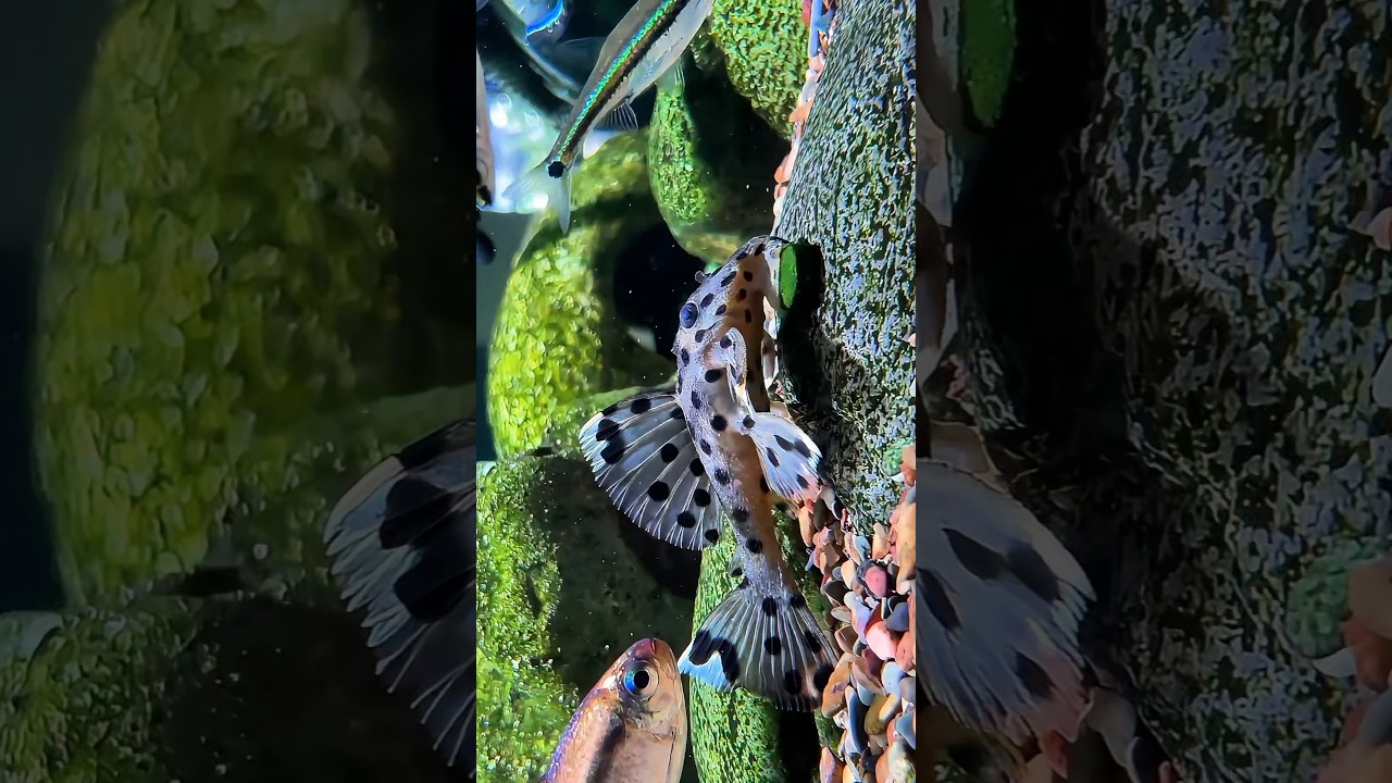 L264 Sultan Pleco - Leporacanthicus joselimai