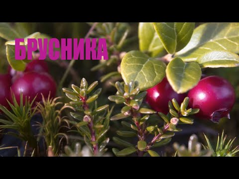 ✅БРУСНИКА. ПОЛЕЗНЫЕ СВОЙСТВА. 10 ФАКТОВ.