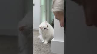 Differences Between Mia And Jerrie - Part 1🤣 Do Your Cats Play Hide And Seek With You?