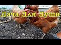 ЧТО нужно ЗНАТЬ, прежде чем завести кур🐔🐔🐔