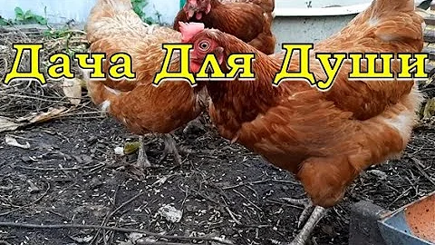 ЧТО нужно ЗНАТЬ, прежде чем завести кур🐔🐔🐔