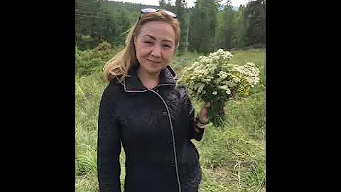 ТЫСЯЧЕЛИСТНИК. ПРИРОДНЫЙ АНТИБИОТИК. Полезные свойства, как правильно приготовить и где собирать