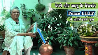 केले और आलू के छिलके को ना फेंके छिलकों से घर में बनाएं ऑर्गेनिक खाद Best Peace LILLY Fertilizers