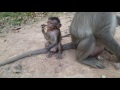 Life of monkeys Ep105, baby monkey want to eat peanuts, life of baby mon...