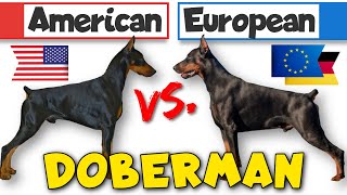 Behavior Differences Between American and European Dobermans
