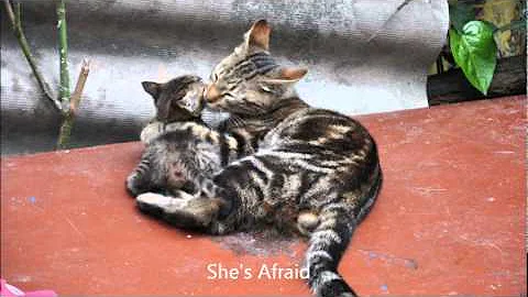 Sheila Conley Cats