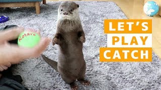 カワウソ コタロー　キャッチボールは得意！　Kotaro the Otter Catches Ball with Paws
