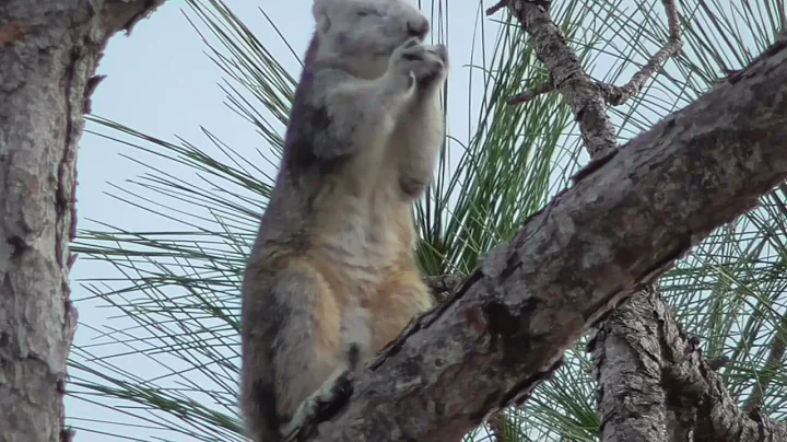 Babcock Webb Animals