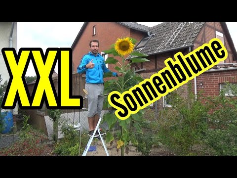 Video: Meine Sonnenblumen hängen herunter - Was tun gegen herunterhängende Sonnenblumen im Garten?