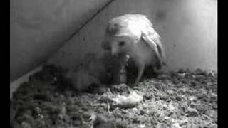 010608 - Mum Leaves The Nest For The First Time