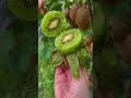 🥝💣It's a total Vitamin C bomb #fruits #harvesting #farming #farmlife #cultivation #Homestead #farm