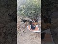 Desi 🐓 Murga 🐓 farm 🐓 #youtubeshorts #chicken #hen #shortvideo #shortsviral #trending #assel