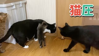 飼い主が帰宅した時の愛猫4匹の猫圧が凄すぎる！【保護猫】【子猫】