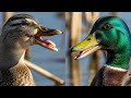 From Egg to First Swim Documenting Our Ducks' Entire Lifecycle.