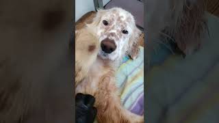 Тбилиси 🇬🇪 Сакартвело 💌 Грузия Приют Тамаза Элизбарашвили 🐕💌🍀🙏