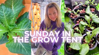 LIVE: SUNDAY IN THE GROW TENT 💚