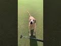 Brewski with a birdie ⛳️ (via heytakeachance/TT)