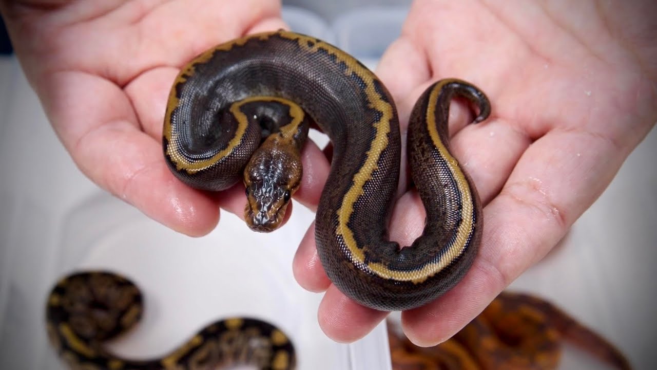 Egg Cut #4] About Banana Female Maker [Ball Python] - YouTube