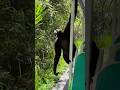 suara siamang lantang #hewanlucu #monkey