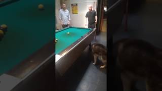 Hatchi playing pool