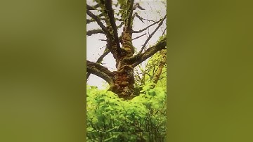 DÂN TỘC DAO QUẦN CHẸT BA VÌ