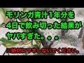 モリンガ青汁1年分を4日で飲み切った結果がヤバすぎた