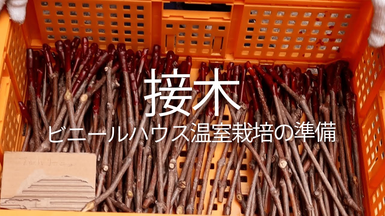 接木したワインブドウの苗木をビニールハウスで育てます！