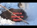 Охота на медведя на берлоге (18+)