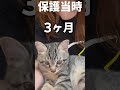 今と昔で顔の大きさがだいぶ変わりました #子猫 #shorts #cat