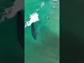 Who said whales didn't enjoy surfing? 🐋
