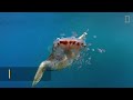 See a Sea Turtle Devour a Jellyfish Like Spaghetti | National Geographic Mp3 Song
