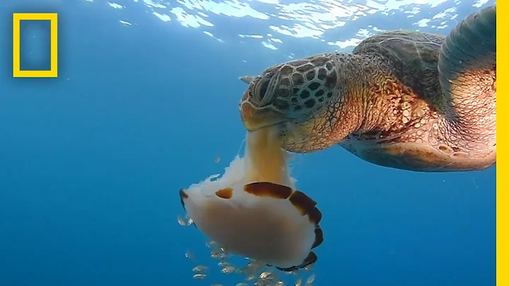 See a Sea Turtle Devour a Jellyfish Like Spaghetti | National Geographic - DayDayNews